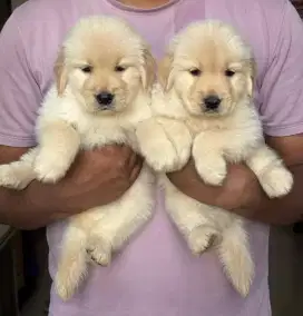 DIJUAL ANAK ANJING GOLDEN RETRIEVER