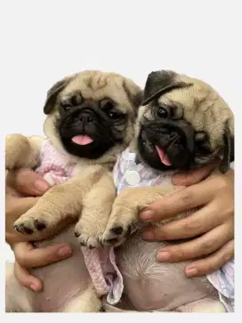 DIJUAL ANAK ANJING PUG