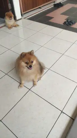 Anjing mini pom