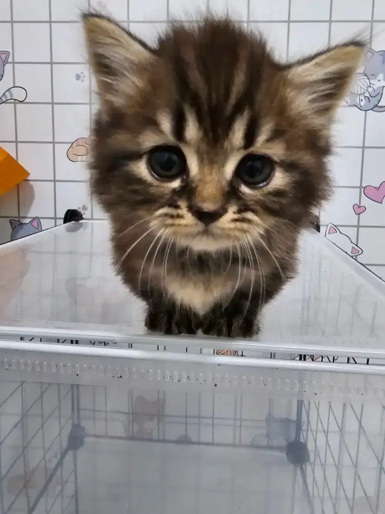 Munchkin jantan kitten
