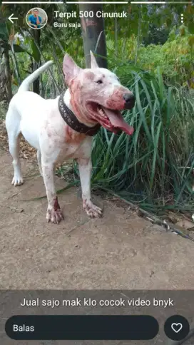 Bullterier / PITBUL MIX TERIER TERIL