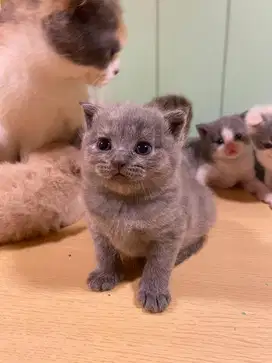 OPEN ADOPT KUCING RAS SCOTTISH X BSH