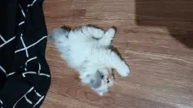 Kitten peak betina gemoy