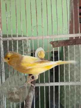 Kenari Betina siap ternak,