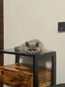 KUCING BSH ANAKAN PED