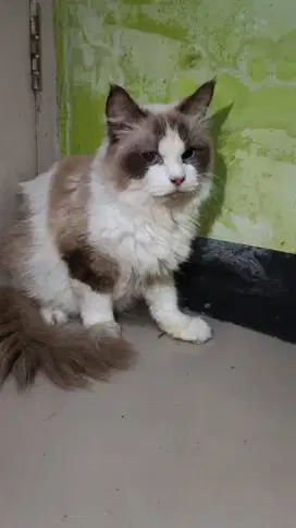Ragdoll simetris betina