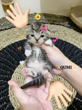 OPEN BOOKING MUNCHKIN BSH BETINA