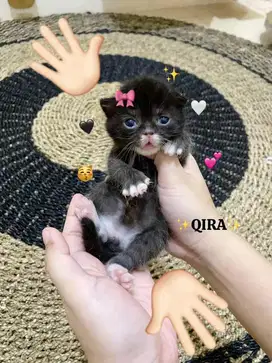OPEN BOOKING BRITISH SHORTHAIR MUNCHKIN NON STANDAR BETINA