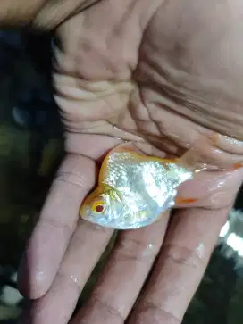 Ikan kaviat sb king grade AA