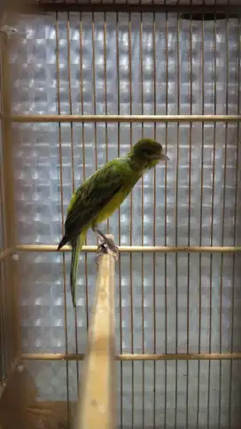 Burung kenari sfbb jantan gacor
