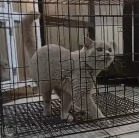 BSH Lilac Jantan Birahi