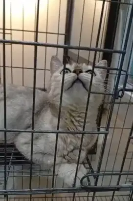 BSH Betina Silver Golden line PED