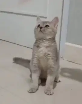 BSH kitten blue golden betina