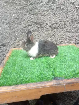 Kelinci Netherland dwarft jantan siap kawin