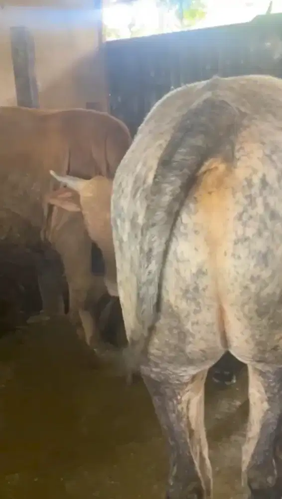 Jual Bakalan Sapi/Pedet