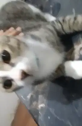 Oper Adopsi Kucing Jantan. Sudah Disteril dan dapat dianter ke rumah