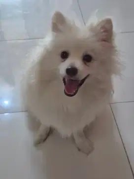 Minipom Jantan Lincah Riang Playfull
