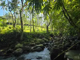 Dijual tanah yellow zona los sungai dan view jungle di bali