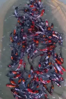 Ikan koi Blitar