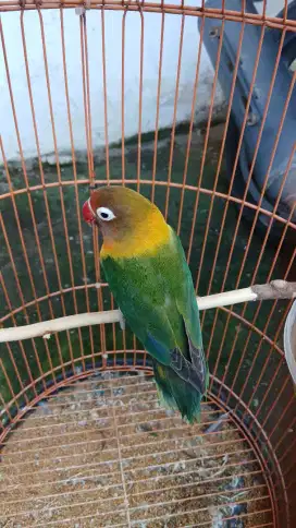 Lovebird josan bety dewasa
