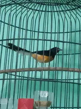 Murai Muda Hutan J