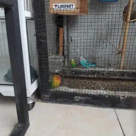 Burung love bird 3 & parkit 2