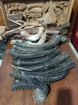 Tanduk asli pajangan dan lainnya
