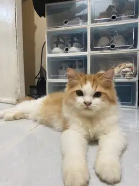 Kucing persia jantan