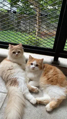 Kucing persia mix flatnose