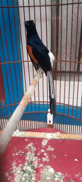 Murai batu medan