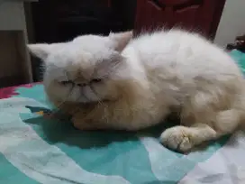 Peaknose jantan