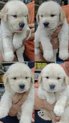 Anak Anjing Golden Retriever