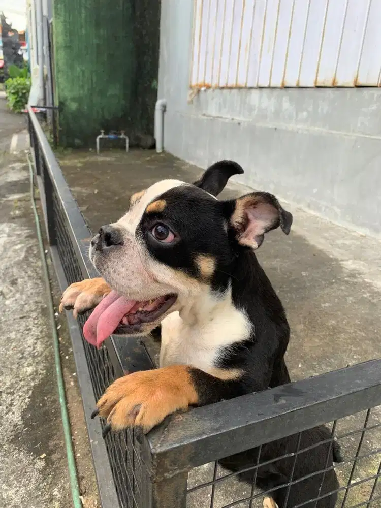 English buldog jantan