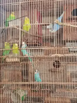 Parkit jantan dewasa siapan