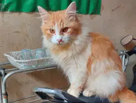 Jual kucing persia longhair Oren
