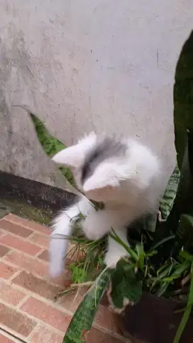 Lepas adopt kitten mix