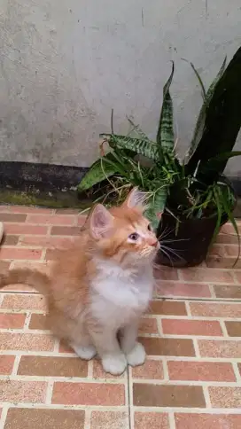 Lepas adopt kitten
