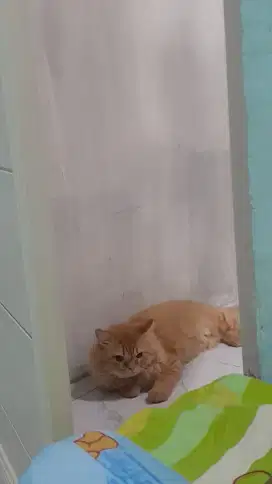 kucing persia x mainecoon