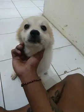 Anjing pom 1 tahun