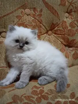 Kitten Himalaya