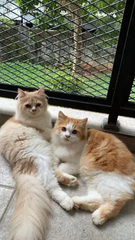 persia mix flatnose