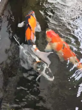 Ikan koi ukuran 43 cm, 47cm, 50 cm