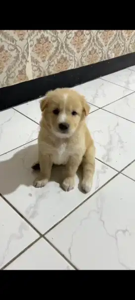 Anakan pupies golden x kintamani 1,5 bln betina