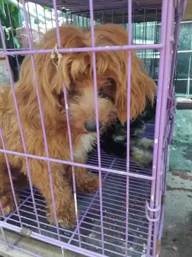 Adopsi anjing poddle