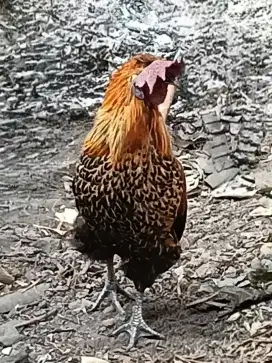 Ayam Hias Crossbreed