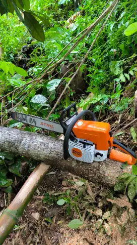 Tebang pohon di kebun atau di halaman rumah