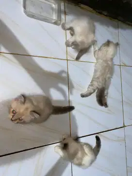 Kucing persia himalaya