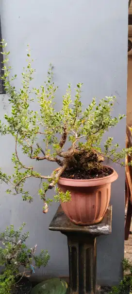 Bonsai santigi mawar