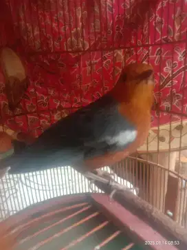 Bismillah mnwi aya jodona  jual am ring bali fs kuku mata aman