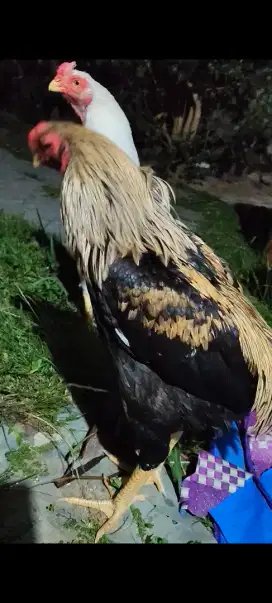 Pacek aseel parrot ory